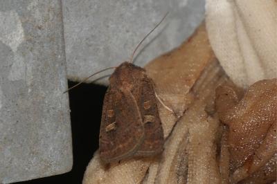 <i>Xestia xanthographa</i>
