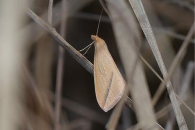 <i>Rhodometra sacraria</i>
