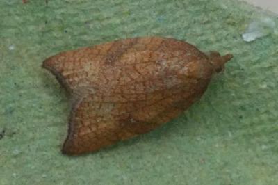 <i>Acleris rhombana</i>