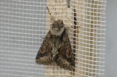 <i>Allophyes oxyacanthae</i>