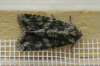 <i>Dryobotodes eremita</i>