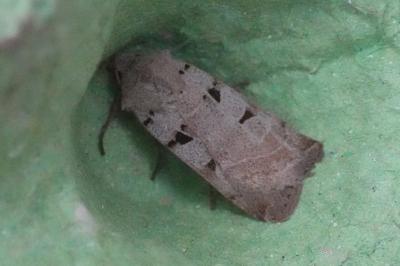 <i>Eugnorisma glareosa</i>