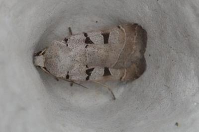 <i>Eugnorisma glareosa</i>