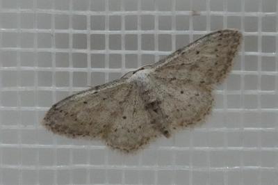 <i>Idaea seriata</i>