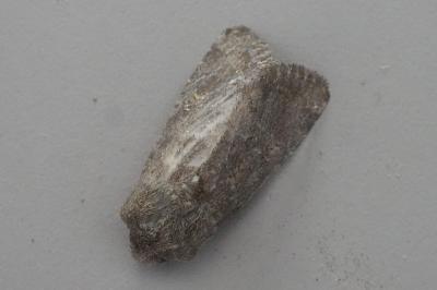 <i>Luperina testacea</i>