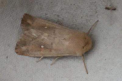 <i>Mythimna albipuncta</i>