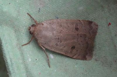 <i>Noctua comes</i>