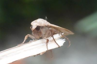 <i>Noctua pronuba</i>