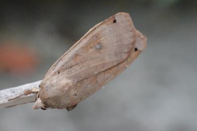 <i>Noctua pronuba</i>