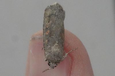 <i>Spodoptera exigua</i>