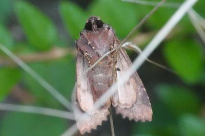 <i>Trigonophora flammea</i>