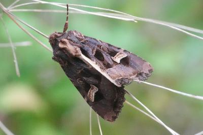 <i>Trigonophora flammea</i>