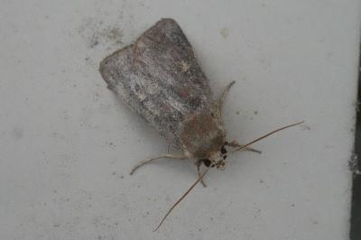 <i>Xestia xanthographa</i>