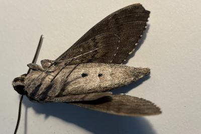 <i>Agrius convolvuli</i>