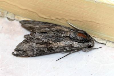 <i>Agrius convolvuli</i>
