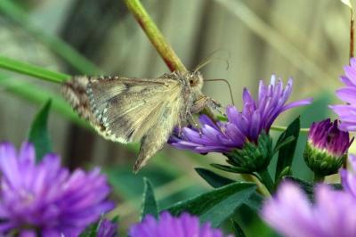 <i>Autographa gamma</i>