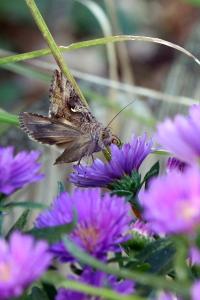 <i>Autographa gamma</i>