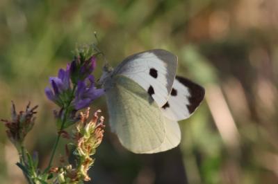 <i>Pieris brassicae</i>