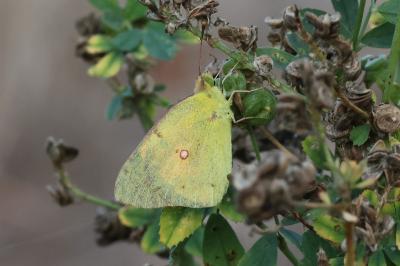 <i>Colias crocea</i>