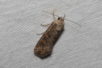 <i>Spodoptera exigua</i>