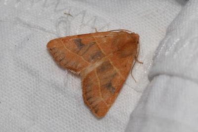 <i>Atethmia centrago</i>