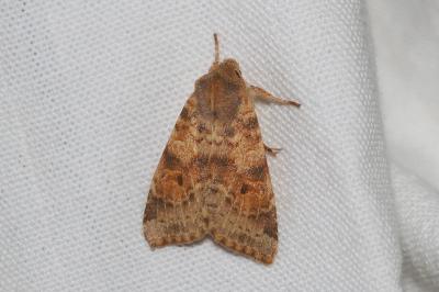 <i>Cirrhia ocellaris</i>
