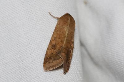 <i>Helicoverpa armigera</i>