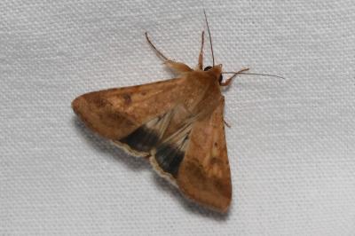 <i>Helicoverpa armigera</i>