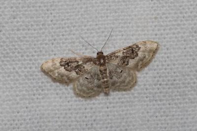 <i>Idaea rusticata</i>