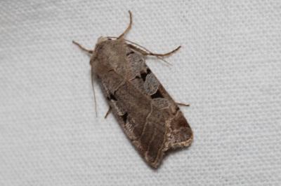 <i>Eugnorisma glareosa</i>