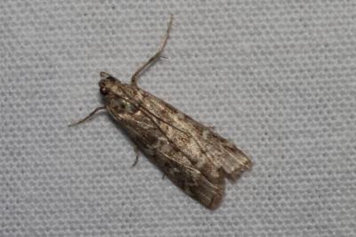<i>Dioryctria abietella</i>