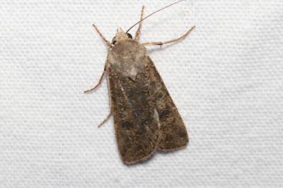 <i>Agrotis segetum</i>