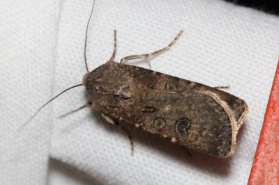 <i>Agrotis segetum</i>