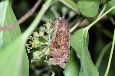 <i>Noctua pronuba</i>