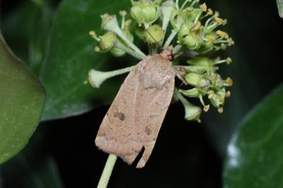<i>Noctua comes</i>