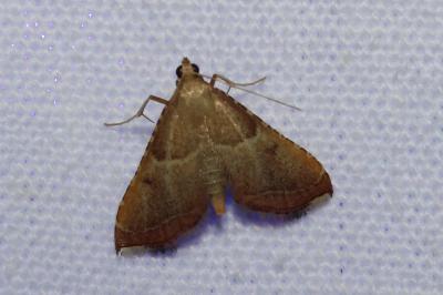<i>Endotricha flammealis</i>
