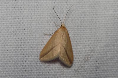 <i>Rhodometra sacraria</i>