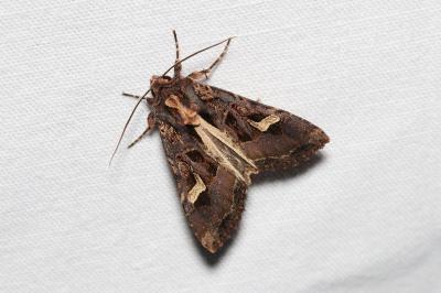 <i>Trigonophora flammea</i>
