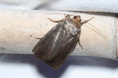 <i>Proxenus hospes</i>