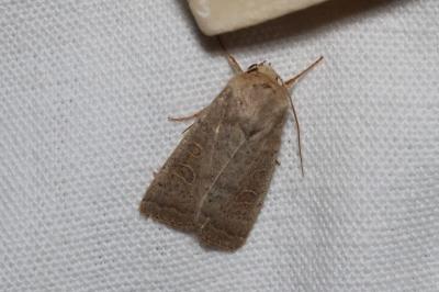 <i>Hoplodrina ambigua</i>