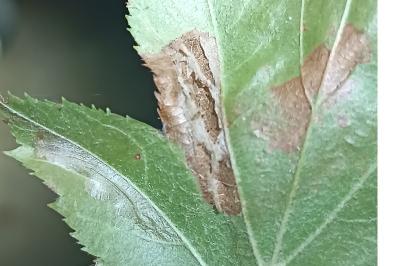 <i>Phyllonorycter mespilella</i>