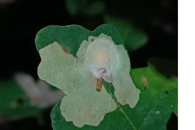 <i>Tischeria ekebladella</i>