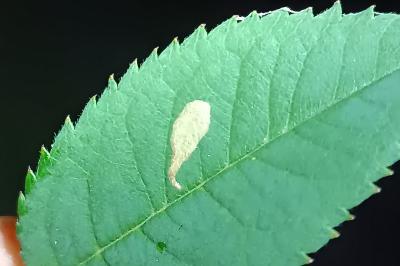 <i>Coptotriche angusticollella</i>