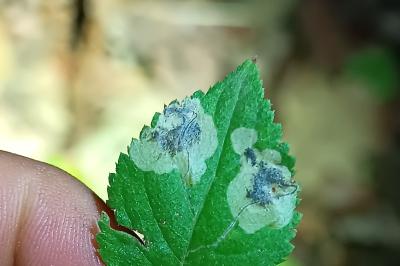 <i>Stigmella plagicolella</i>