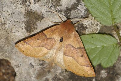 <i>Crocallis tusciaria</i>
