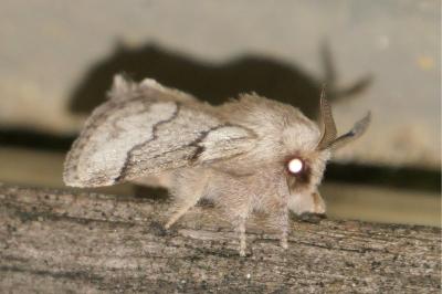 <i>Trichiura crataegi</i>