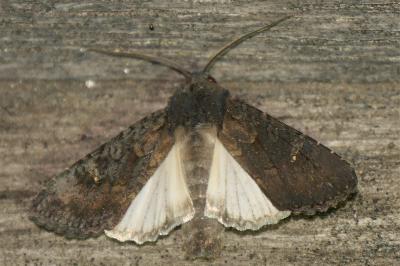 <i>Aporophyla nigra</i>