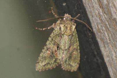 <i>Dryobotodes eremita</i>