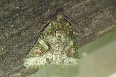 <i>Dryobotodes roboris</i>
