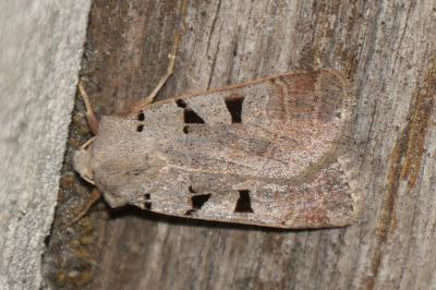 <i>Eugnorisma glareosa</i>